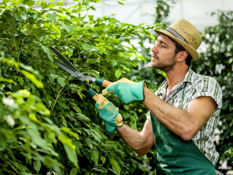 Common questions about hedge trimming answered