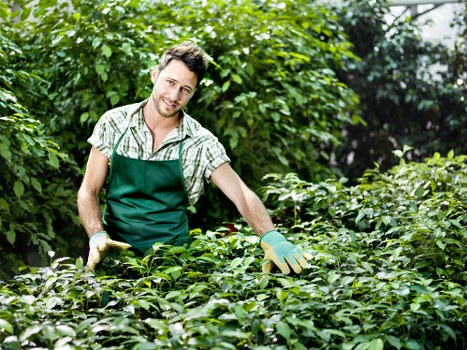Experienced team providing tree services in Wanstead