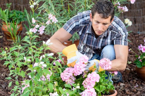 Professional hedge trimmer maintaining a lush hedge